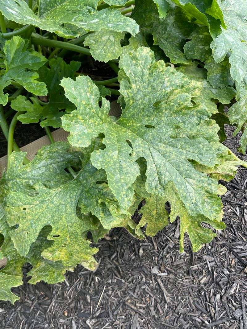 Angular Water-Soaked Spots Point To Angular Leaf Spot Angular Water-Soaked Spots Point To Angular Leaf Spot