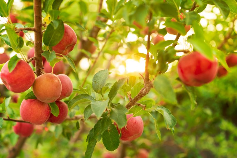 Anna Apple