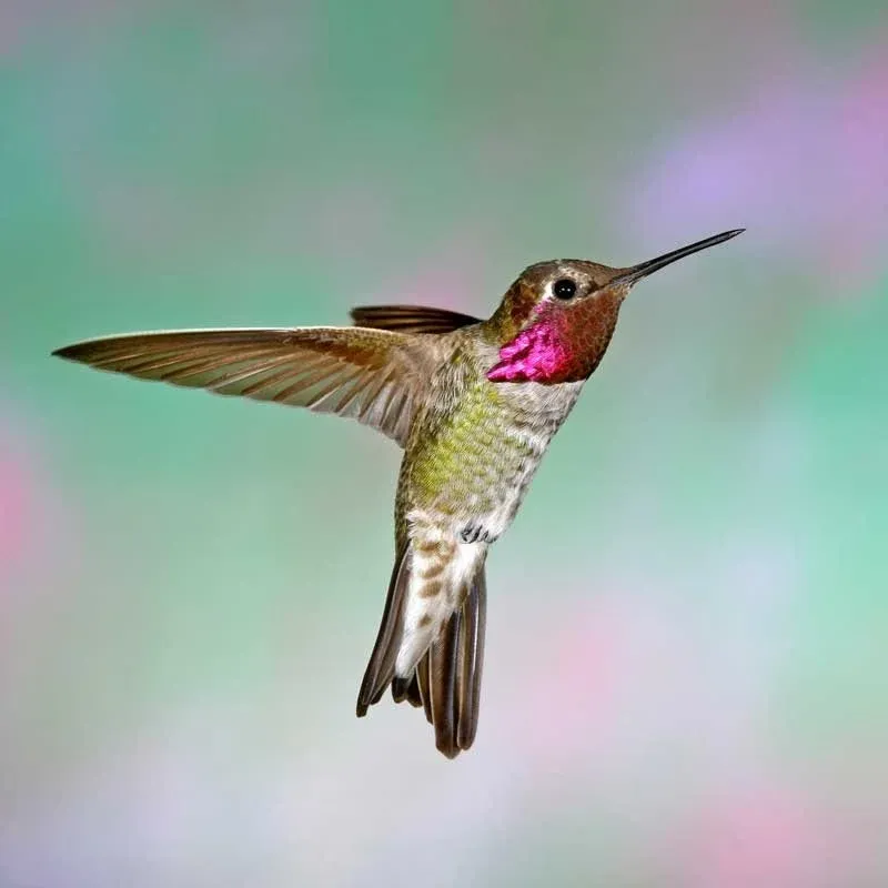 Anna's Hummingbird