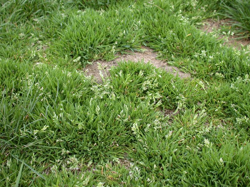 Annual Bluegrass Takes Over Wet Turf Annual Bluegrass Takes Over Wet Turf