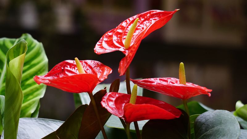 Anthuriums Make A Bold Flowering Gift