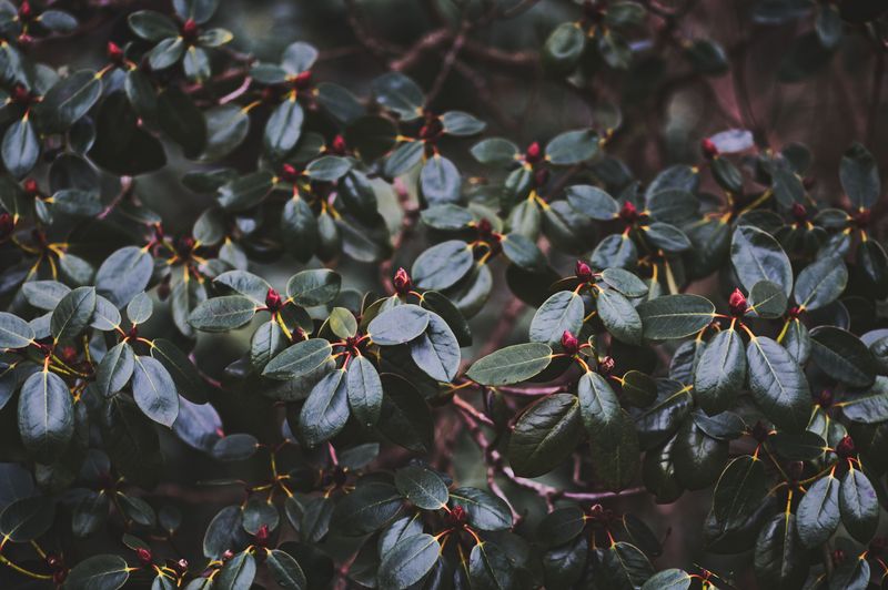 Anti-Desiccant Spray Coats Glossy Rhododendron Leaves Anti-Desiccant Spray Coats Glossy Rhododendron Leaves