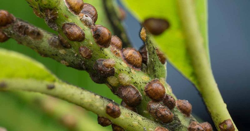 Ants Protect Scale Colonies