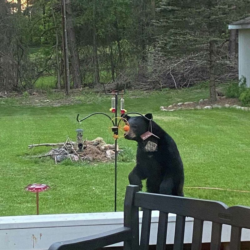 Anywhere Bears Are Still Active