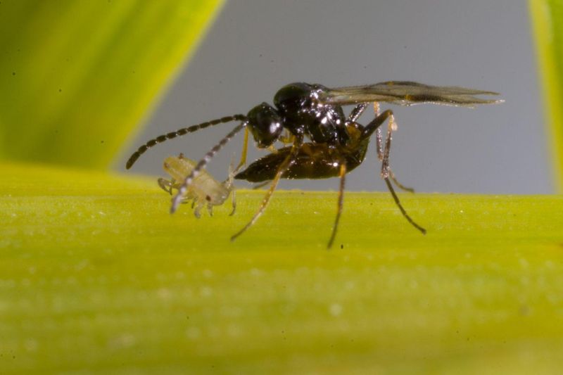 Aphid Parasitoids Hollow Out Aphids