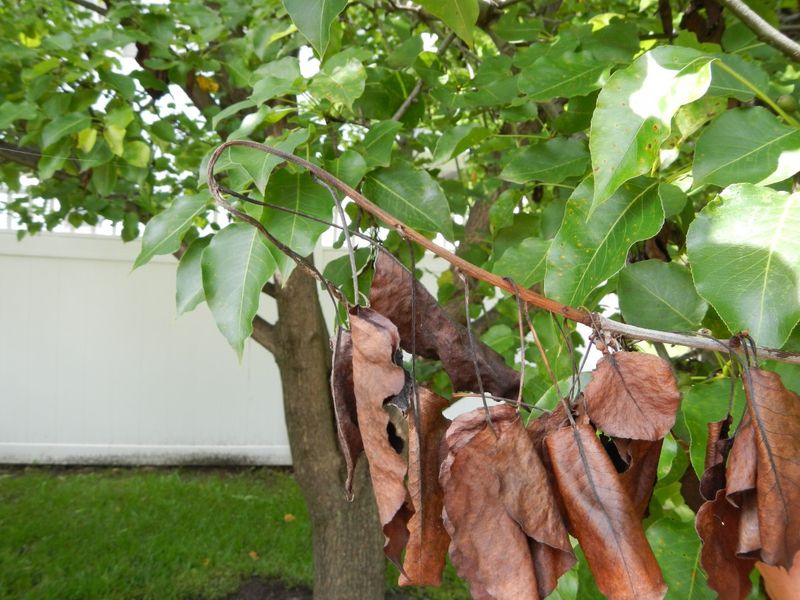 Apple And Pear Prunings With Fire Blight Apple And Pear Prunings With Fire Blight