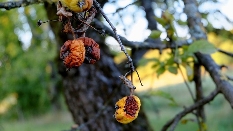 Apple Diseases Leave Mummies Behind Too Apple Diseases Leave Mummies Behind Too