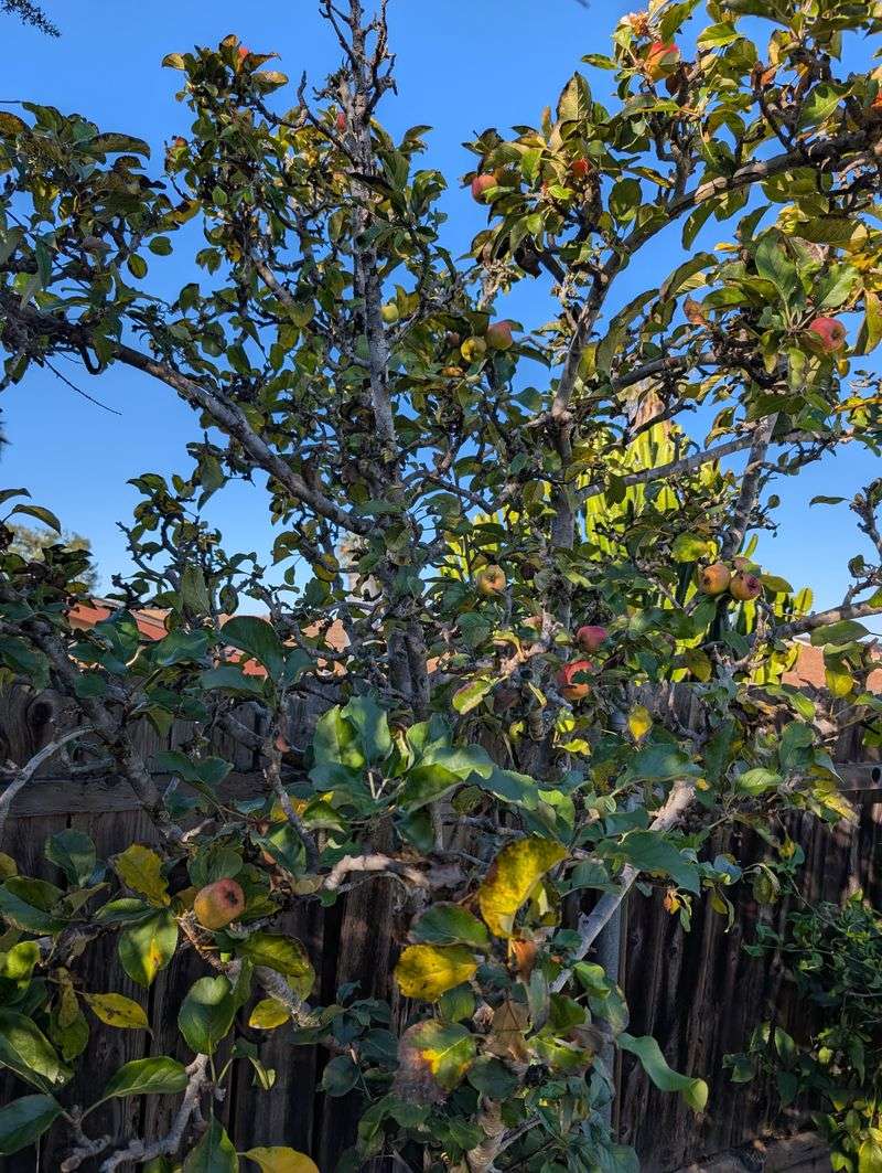 Apple Trees Slow Down With Falling Leaves Apple Trees Slow Down With Falling Leaves