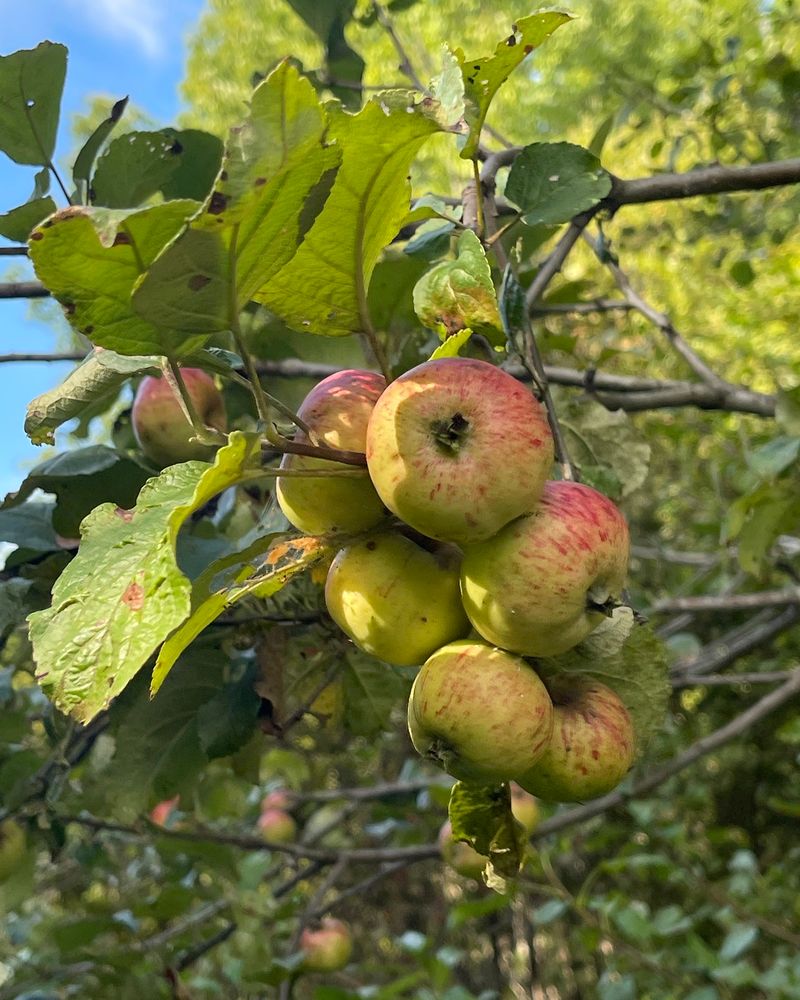Apple Trees Take A Breath Apple Trees Take A Breath