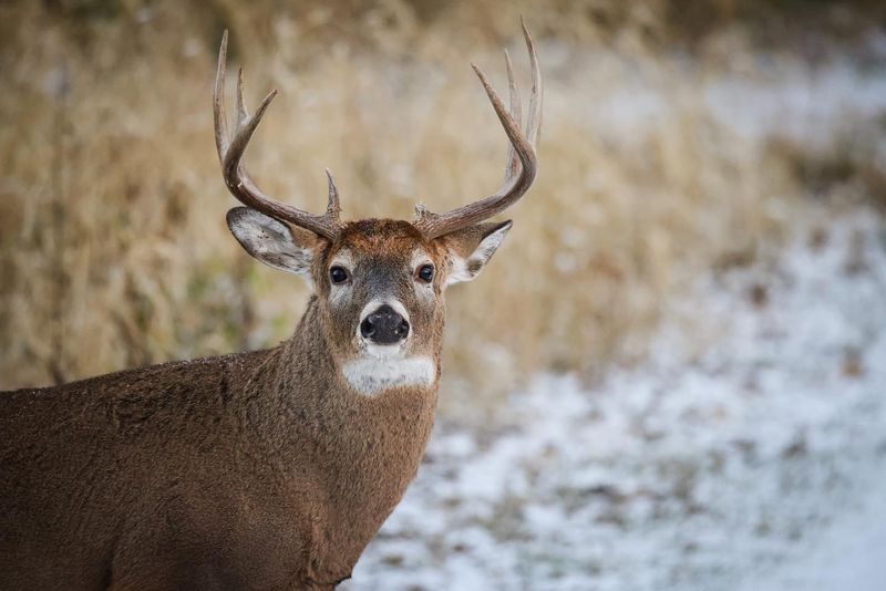 Apply Repellents Before Temperatures Drop Below Freezing