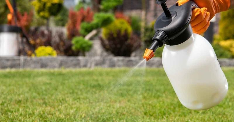 Apply pre-emergent before germination Apply pre-emergent before germination