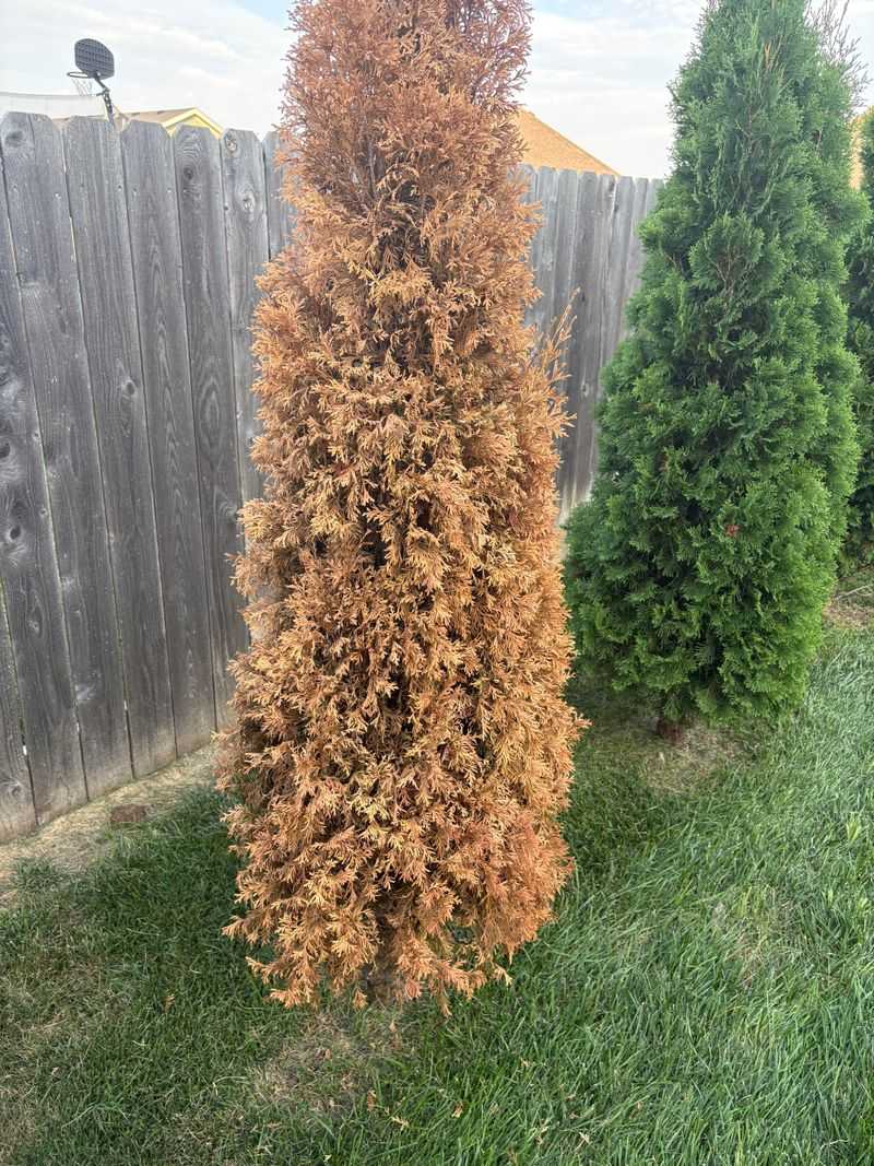 Arborvitae Browns When Roots Run Dry Arborvitae Browns When Roots Run Dry