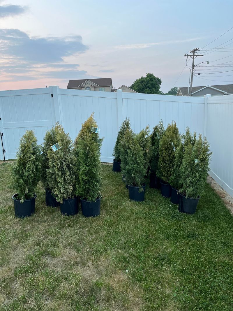 Arborvitae For An Early Fall Start