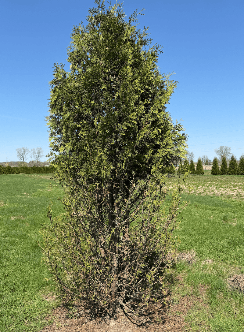 Arborvitae Is A Deer Favorite