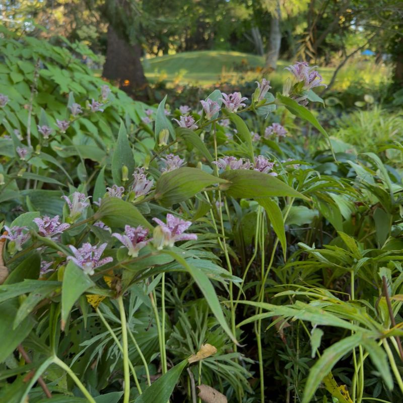Arching Stems Carry Flowers Where Leaves Meet The Stem Arching Stems Carry Flowers Where Leaves Meet The Stem
