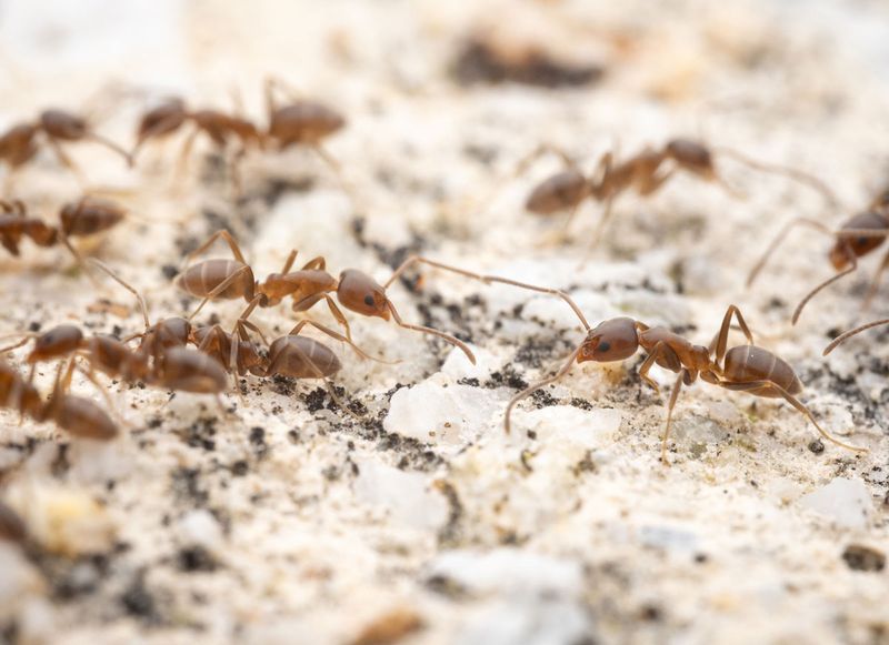 Argentine Ants Still Dominate Most California Yards Argentine Ants Still Dominate Most California Yards