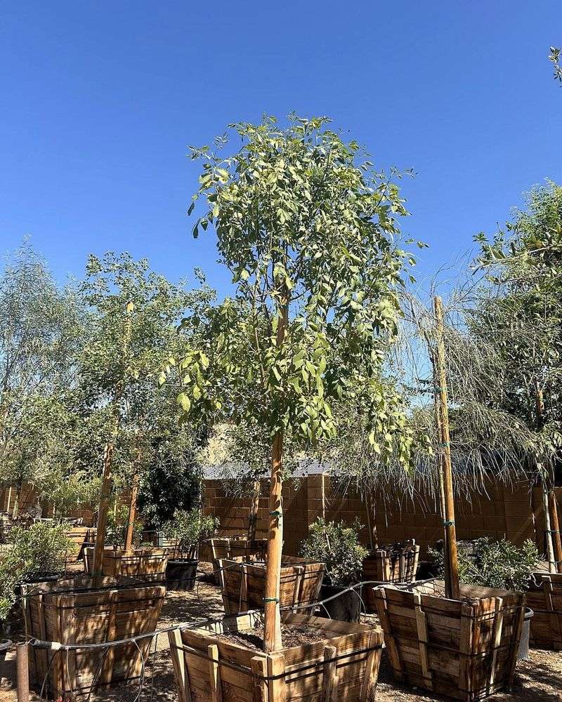 Arizona Ash