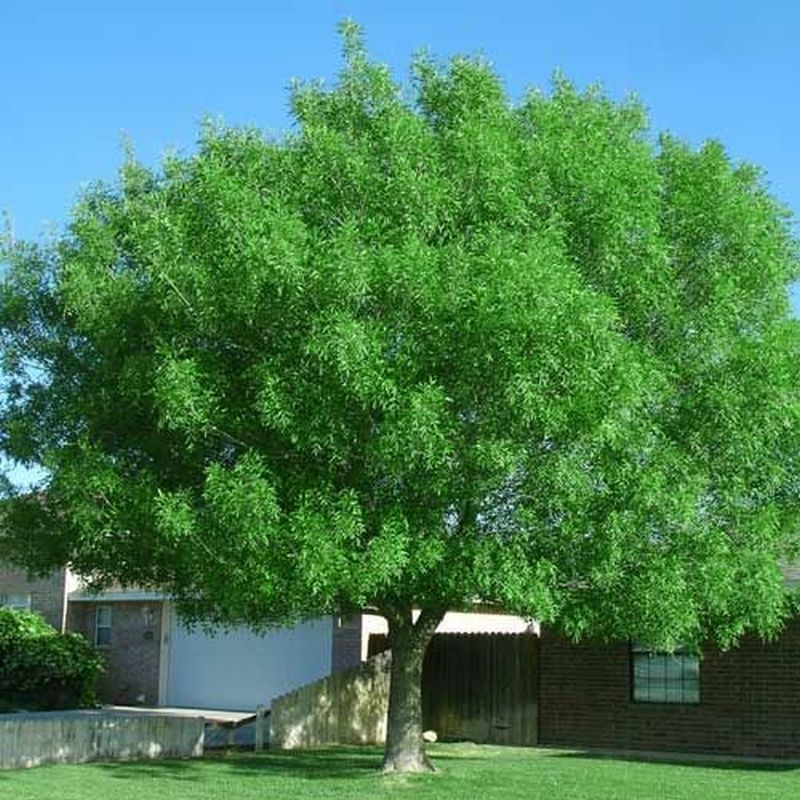 Arizona Ash