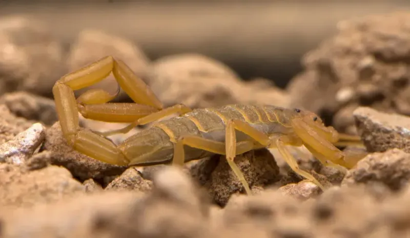 Arizona Bark Scorpion Arizona Bark Scorpion