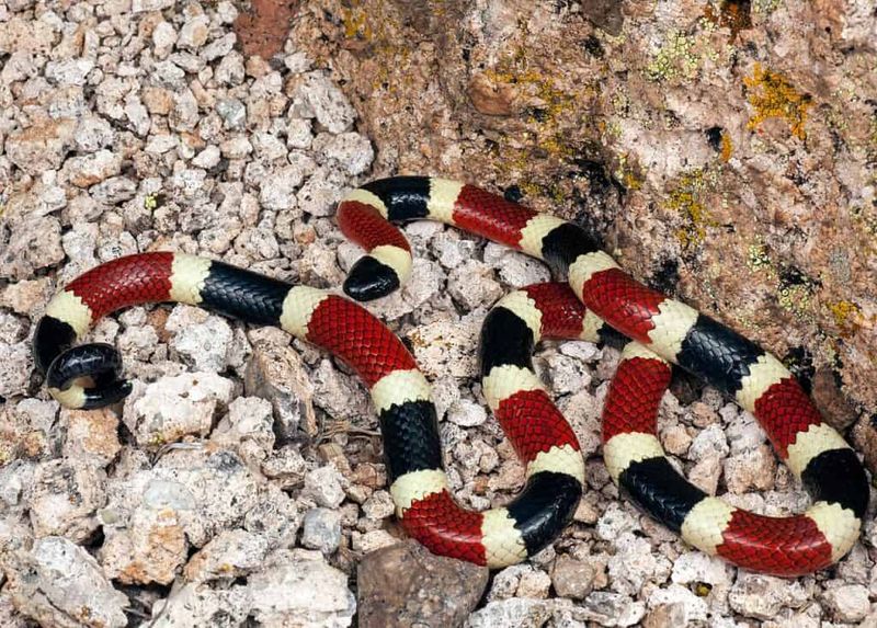 Arizona Coral Snake Arizona Coral Snake