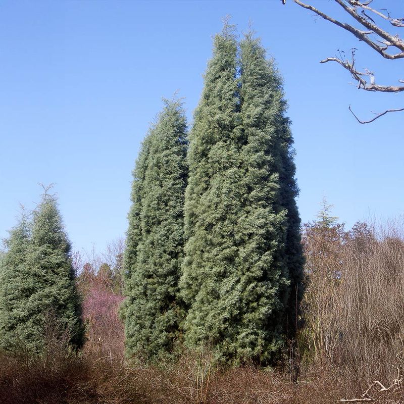 Arizona Cypress Arizona Cypress