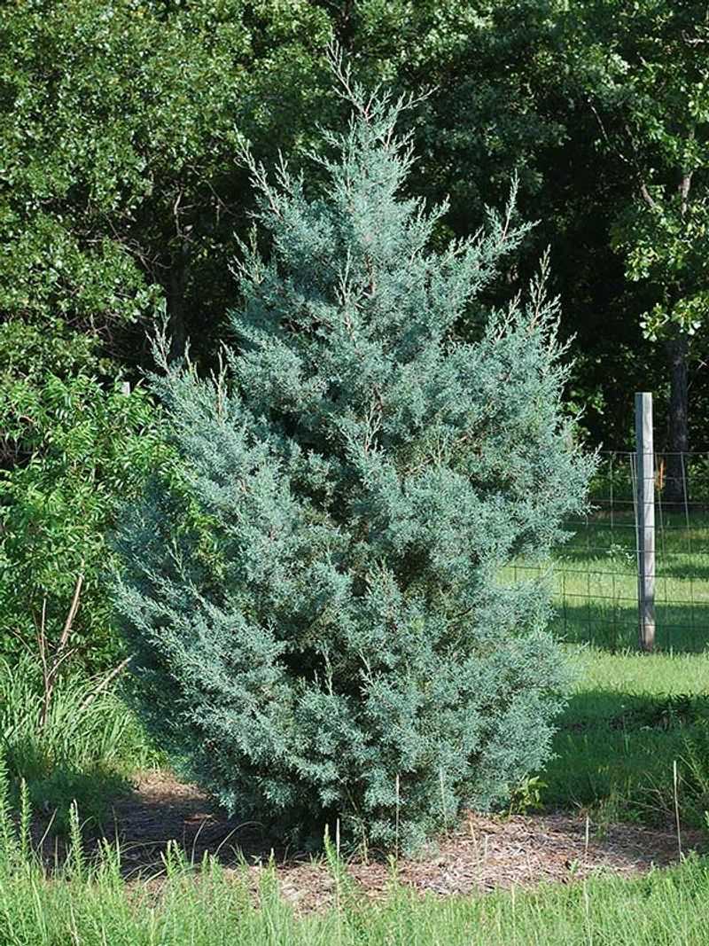 Arizona Cypress
