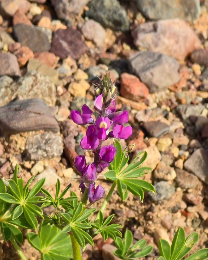 Arizona Lupine Arizona Lupine