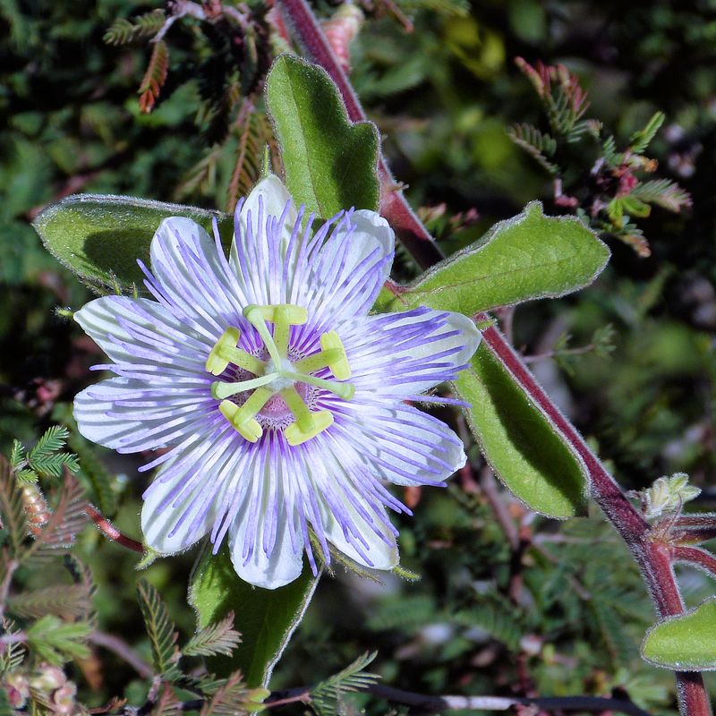 Arizona Passionflower (Passiflora arizonica) Arizona Passionflower (Passiflora arizonica)