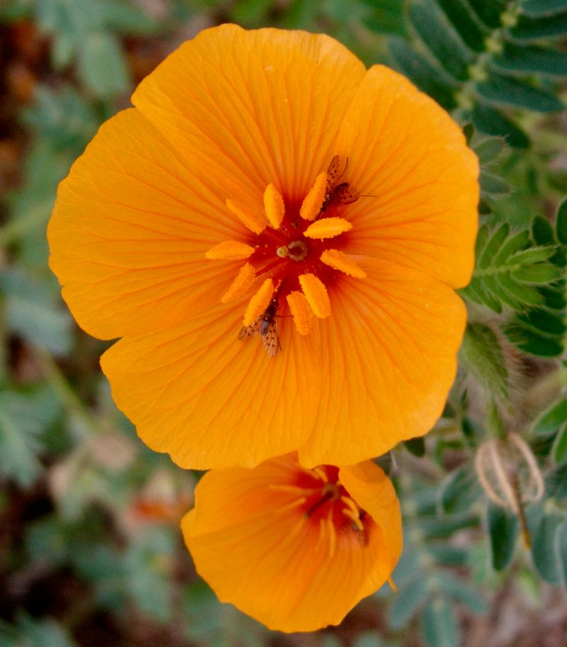 Arizona Poppy Arizona Poppy
