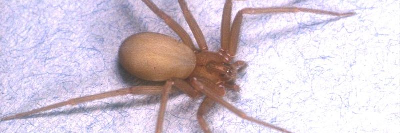 Arizona Recluse Spider
