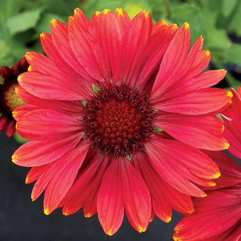 Arizona Red Shades Blanket Flower Arizona Red Shades Blanket Flower