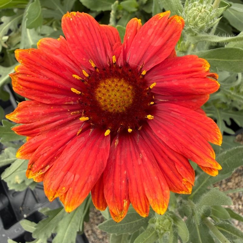 'Arizona Red Shades' Blanket Flower
