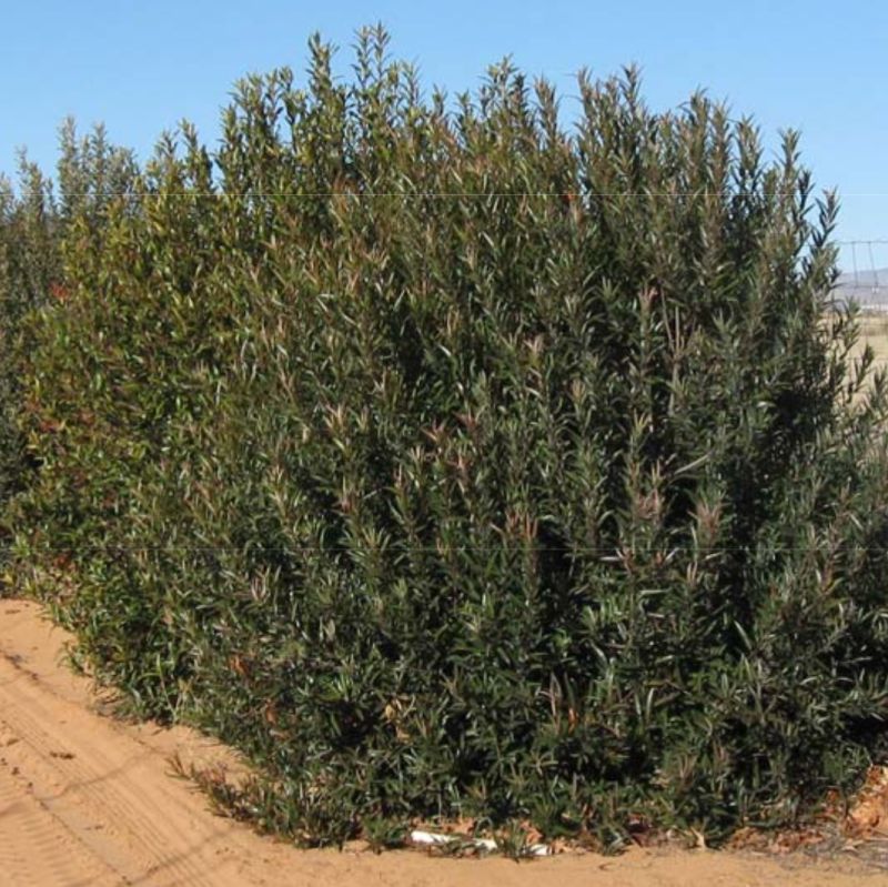 Arizona Rosewood Arizona Rosewood