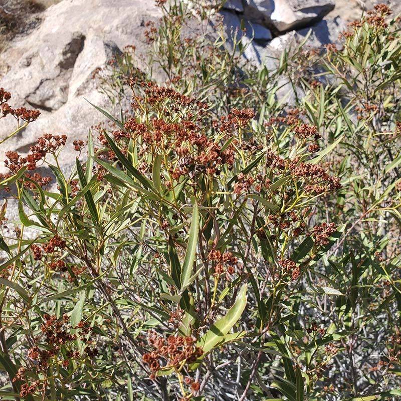 Arizona Rosewood (Vauquelinia californica) Arizona Rosewood (Vauquelinia californica)