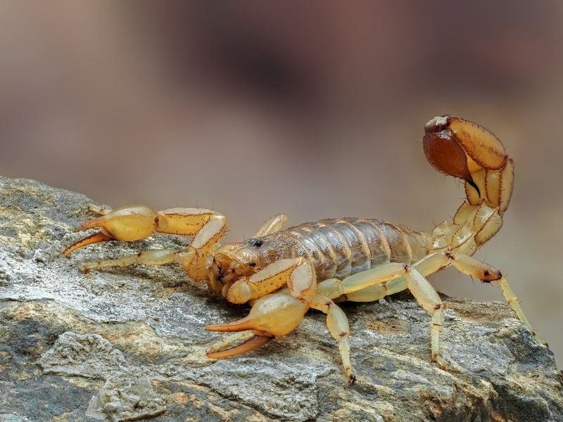 Arizona Stripetail Scorpion Arizona Stripetail Scorpion
