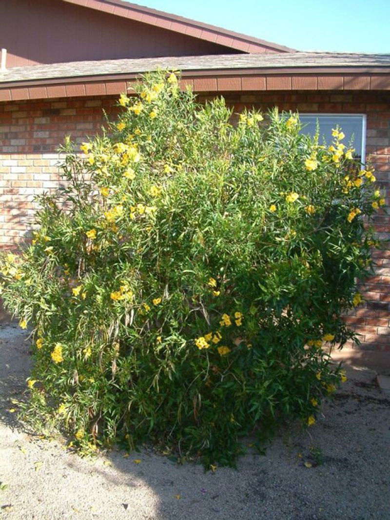 Arizona Yellow Bells Is a Candidate, Not a Proven Wall-Side Winner