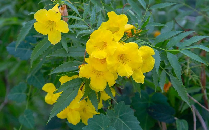 Arizona Yellow Bells (Tecoma stans)