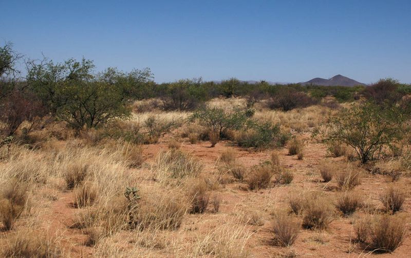 Arizona grasslands were never one continuous sacaton carpet Arizona grasslands were never one continuous sacaton carpet