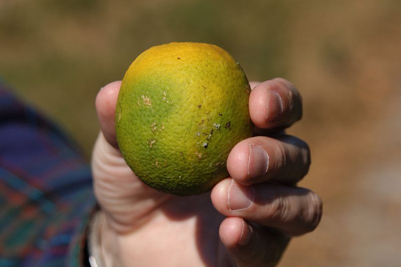 Arizona has confirmed HLB in Nogales