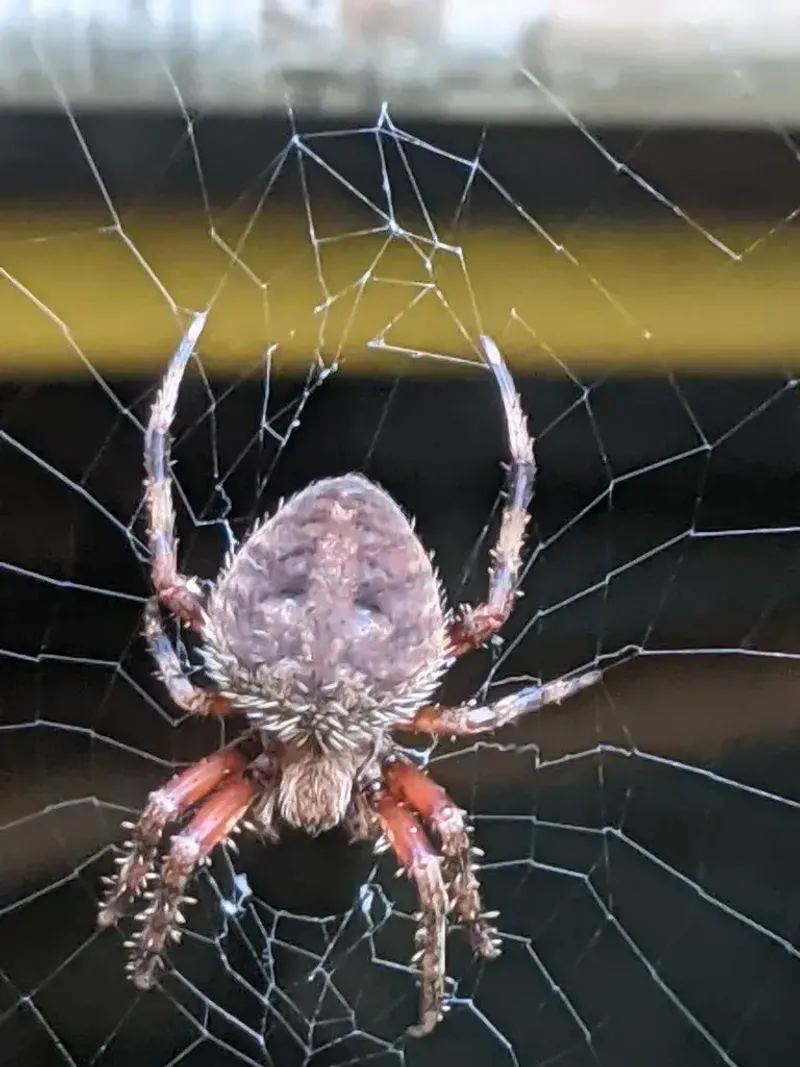 Arizona has orb-weavers, but the web cannot name yours Arizona has orb-weavers, but the web cannot name yours