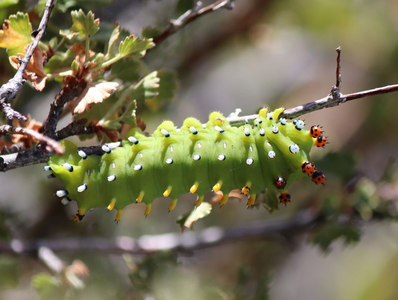 Arizona has several caterpillars that can cause painful reactions Arizona has several caterpillars that can cause painful reactions