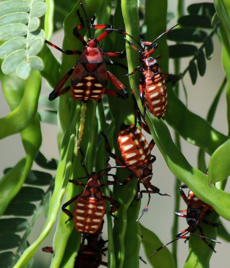 Arizona has several species, and not all threaten crops