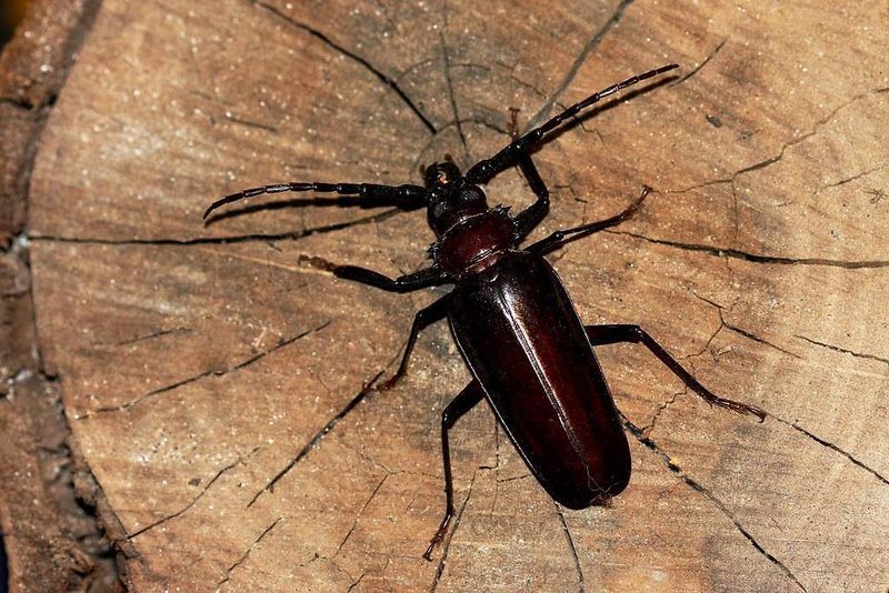 Arizona sources differ on the beetle’s scientific name Arizona sources differ on the beetle’s scientific name