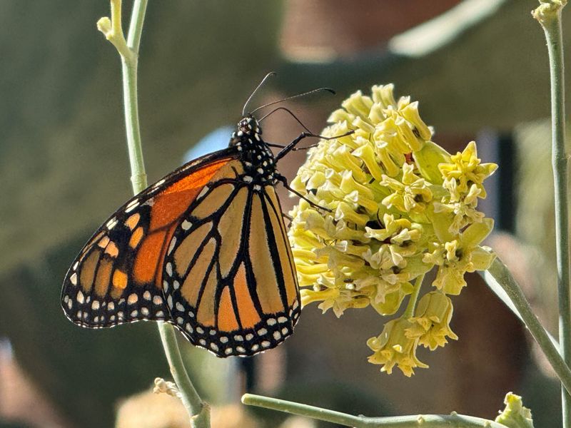 Arizona's fall monarch season is not a fixed appointment
