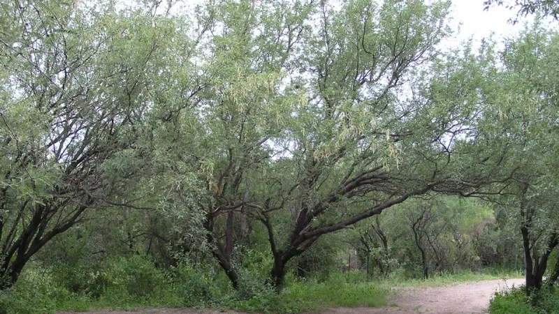 Arizona’s lost mesquite groves were floodplain woodlands Arizona’s lost mesquite groves were floodplain woodlands
