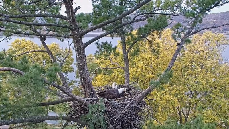 Arizona’s nest-building window opens in fall