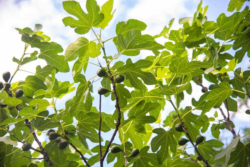 Arizona’s pruning window depends on where you garden Arizona’s pruning window depends on where you garden