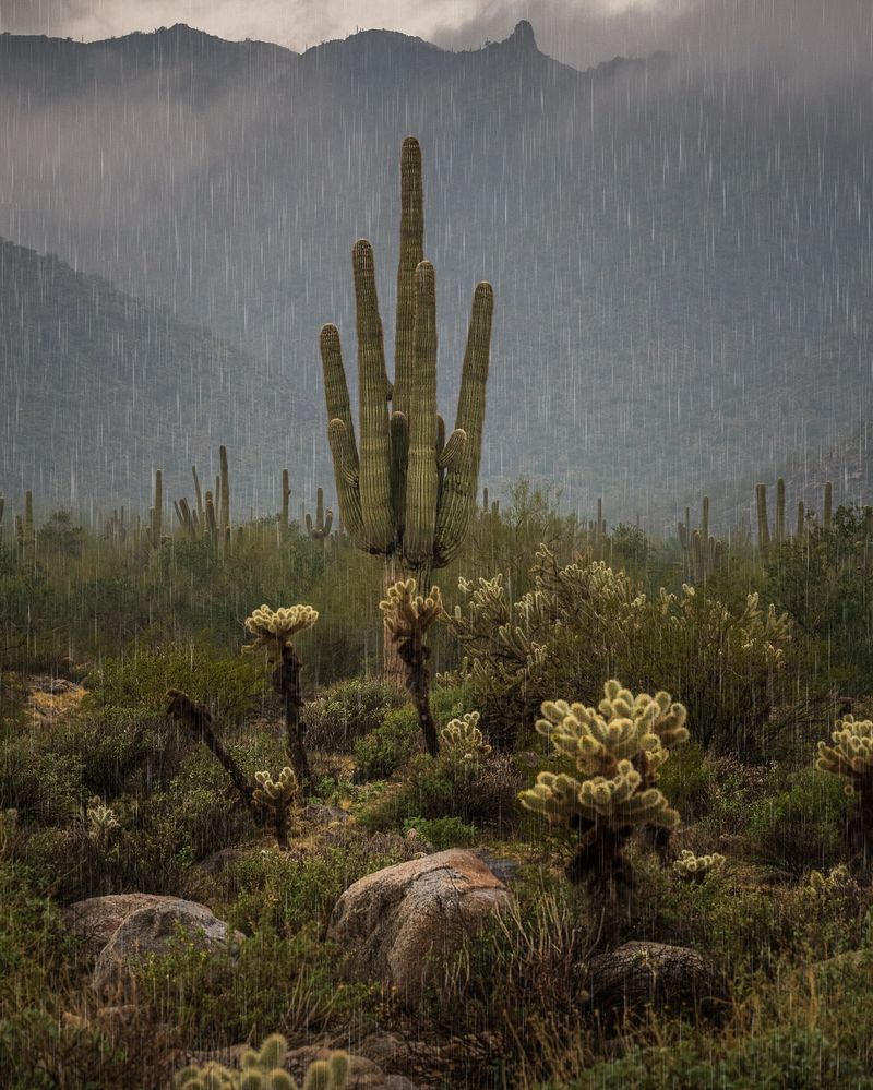 Arizona’s rainfall story changes from place to place