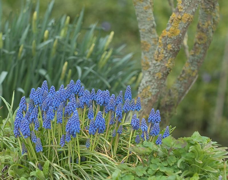 Armenian Grape Hyacinths Armenian Grape Hyacinths