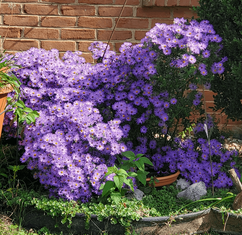 Aromatic Aster Blooms Into Late Fall Aromatic Aster Blooms Into Late Fall